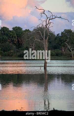 Tote Bäume am See Tagalala, Selous Game Reserve, Tansania Stockfoto