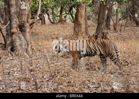 Bengal Tiger bewegen in den trockenen Lebensraum Wald von Ranthambore Tiger Reserve, Indien. (Panthera Tigris) Stockfoto