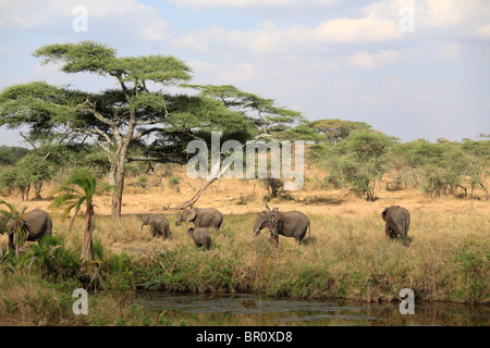 Herde von afrikanischen Elefanten (Loxodonta Africana) unterwegs, Serengeti Nationalpark, Tansania Stockfoto