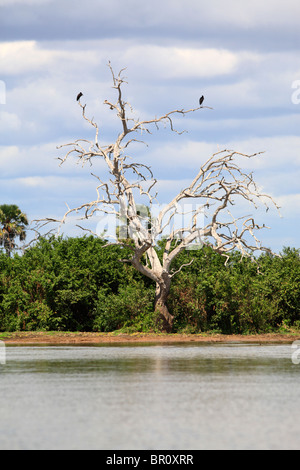 Tote Bäume am See Tagalala, Selous Game Reserve, Tansania Stockfoto