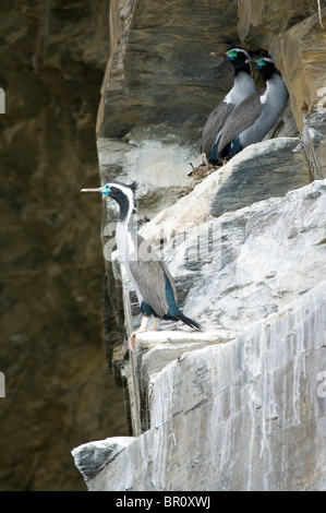 Neuseeland, Südinsel, Marlborough Sounds. Gefleckte Shag (Phalacrocorax Punctatus) in der Zucht Gefieder. Stockfoto