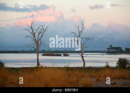 Tote Bäume am See Tagalala, Selous Game Reserve, Tansania Stockfoto