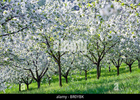 Tschechische Republik, Prag - Kirschbäume in Blüte auf den Petrin-Hügel im Frühjahr Stockfoto