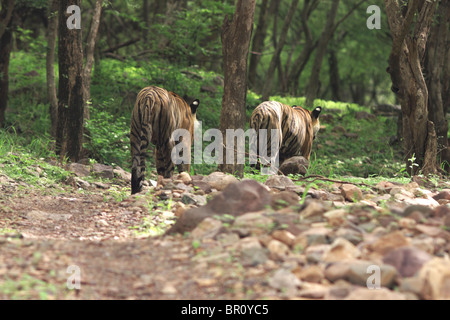 Eine Tigerin und ihr Sub Erwachsene Tiger gehen auf Spuren der Dschungel in Ranthambore Tiger Reserve, Indien. (Panthera Tigris) Stockfoto