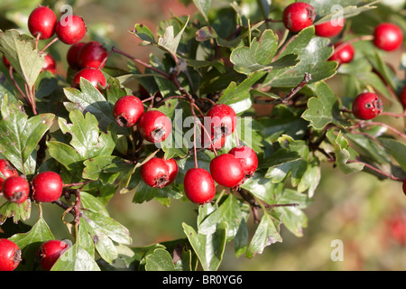 Weißdornbeeren Stockfoto