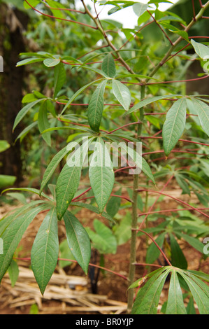 Maniok Ernte, Moshi, Tansania Stockfoto