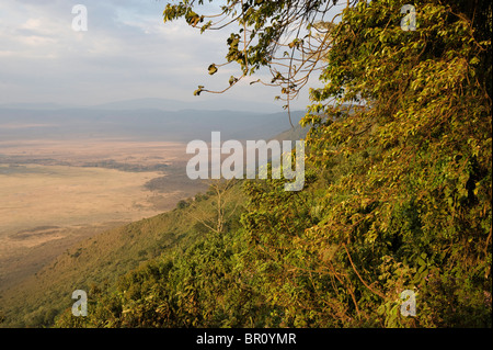Helden zeigen, Blick vom Kraterrand des Ngorongoro Krater Stock, Ngorongoro Conservation Area, Tansania Stockfoto