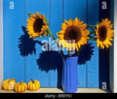 Bunte Nahaufnahme Herbstfenster Sonnenblumen, Blumen in Vase mit Kürbissen in einer blauen Scheune Fensterbank, New Jersey Farm, USA, USA, USA, USA, USA, CO Stockfoto