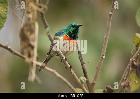 Östlichen Doppel-Kragen Sunbird (Cinnyris Mediocris), Ngorongoro Conservation Area, Tansania Stockfoto