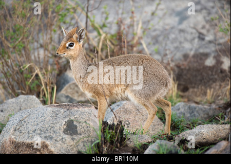 Kirk-Dikdiks (Madoqua Kirki), Serengeti Nationalpark, Tansania Stockfoto