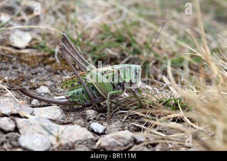 Weiblicher Wart-Biter (Decticus verrucivorus), Bush Cricket Stockfoto