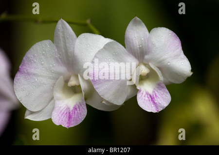 White Orchid paar. Zwei weiße und violette Orchideen vor einem grünen Hintergrund. Stockfoto