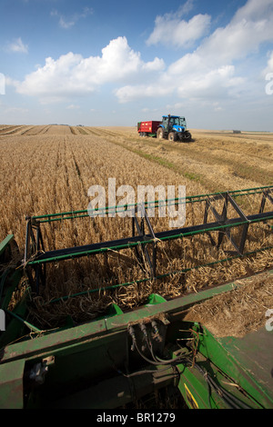 Schnecke Abgabe geerntet Gerste von kombinieren Harvester eingesammelt und Entladen in Anhänger, Cruden Bay, Aberdeenshire, Schottland Stockfoto