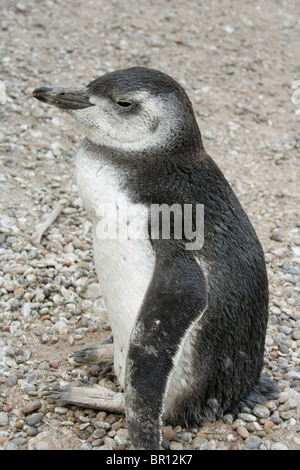 Junge Magellanic Penguin in Punta Tombo in der Nähe von Puerto Madryn, Argentinien Stockfoto