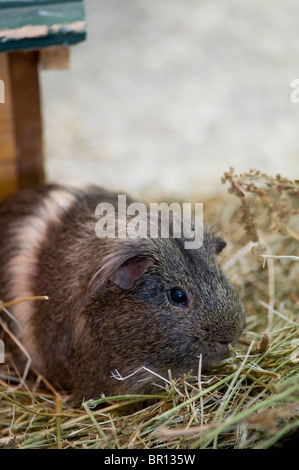 Schuss von einem inländischen Meerschweinchen (Cavia Porcellus) hautnah. Stockfoto