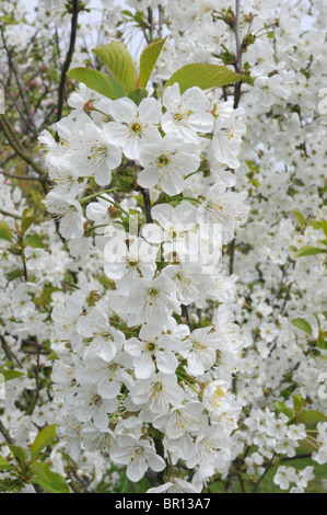 Blumen von Morello Kirsche, (Prunus Cerasus) Stockfoto
