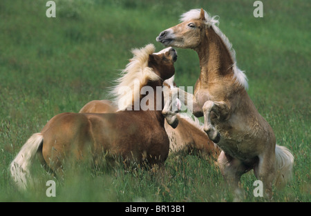 Haflinger-Pferd (Equus Caballus). Junghengste kämpfen um die Vorherrschaft auf einer Alm. Stockfoto