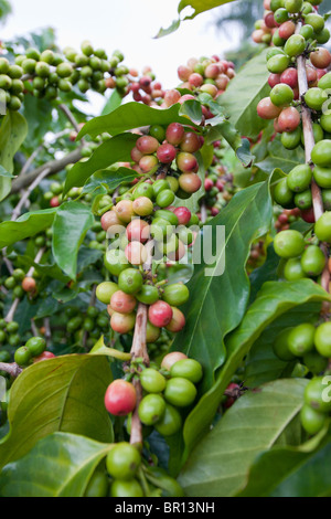 Reife rote und grüne Kaffeekirschen auf dem Ast. Decken Sie in verschiedenen Stadien der Reife einen hawaiianischen Kaffee Baum Stockfoto