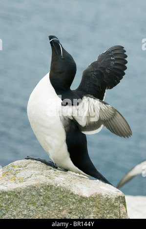 Tordalk (Alca Torda) Saltee Inseln, County Wexford, Irland Stockfoto