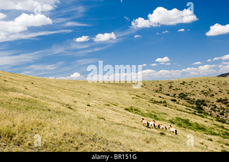 Wilde Pferde, Hustai Nationalpark, Mongolei Stockfoto