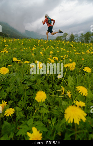 Ein Mann läuft durch gelbe Blumen in den französischen Alpen in der Nähe von Chamonix an einem stürmischen Tag. Stockfoto