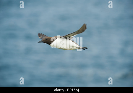 Gemeinsamen Guillemot oder Murre (Uria Aalge) im Flug, Saltee Inseln, County Wexford, Irland Stockfoto