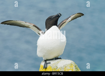 Tordalk (Alca Torda) Stretching Flügel, Saltee Inseln, County Wexford, Irland Stockfoto