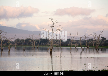 Tote Bäume am See Tagalala bei Sonnenaufgang, Selous Game Reserve, Tansania Stockfoto