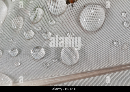 Wassertropfen auf einer Möwe Feder, Elliston, Neufundland, Kanada Stockfoto