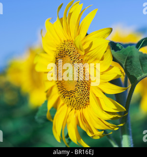 Sonnenblumen gegen blauen Himmel, Manitoba, Kanada Stockfoto