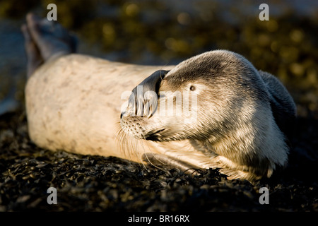 Harbor Seal Pup beruht allein auf den Simsen rund um Mount Desert Rock, Maine. Stockfoto