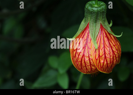 Bunte Blumen vor natürlichen grünen Hintergrund - Frameworks Hybridum chinesische Laterne aufhängen Stockfoto