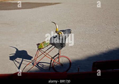 Ein ausgestopfter Stierkopf montiert auf einem Fahrrad-Rad während des Trainings in den Ring der Apizaco, Tlaxcala, Mexiko, 1. Oktober 2008. Stockfoto