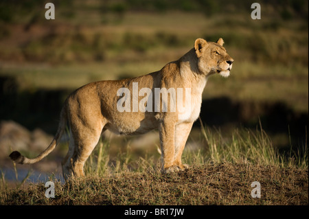 Löwe (Panthero Leo), Serengeti Nationalpark, Tansania Stockfoto