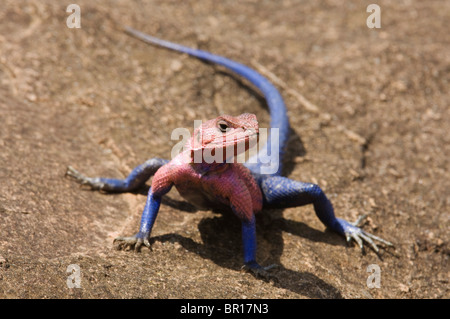 Unter der Leitung von Flat Rock Agama, Agama Mwanzae, Serengeti Nationalpark, Tansania Stockfoto