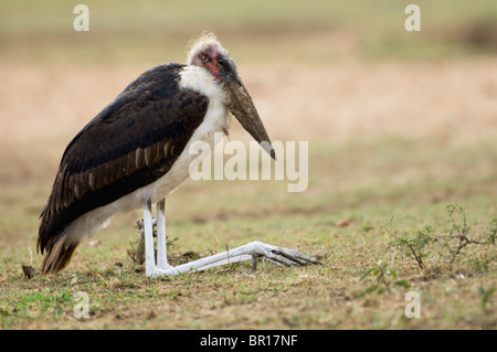 Marabou Storch (Leptoptilos Crumeniferus), Serengeti Nationalpark, Tansania Stockfoto