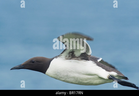 Gemeinsamen Guillemot oder Common Murre (Uria Aalge) im Flug, Saltee Inseln, County Wexford, Irland Stockfoto