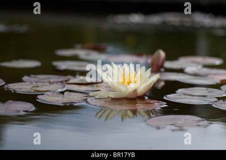 Seerosen mit Blüte in ein Wasserspiel von einem Blumengarten in England. Stockfoto