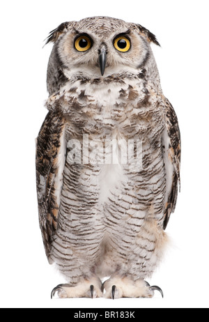 Große gehörnte Eule, Bubo Virginianus Subarcticus, vor weißem Hintergrund Stockfoto