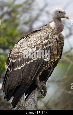 Rüppell Geier (abgeschottet Rueppellii), Serengeti Nationalpark, Tansania Stockfoto