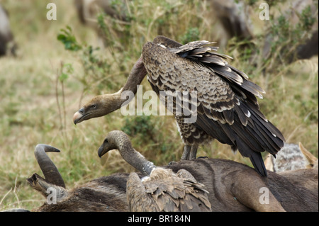 Rüppell Geier (abgeschottet Rueppellii), Serengeti Nationalpark, Tansania Stockfoto