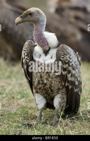 Rüppell Geier (abgeschottet Rueppellii), Serengeti Nationalpark, Tansania Stockfoto