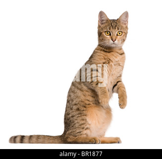 Junge Bengal-Katze, 7 Monate alt, vor weißem Hintergrund Stockfoto