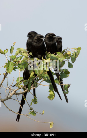 Elster (Long-tailed) Würger (Corvinella Melanoleuca), Serengeti Nationalpark, Tansania Stockfoto