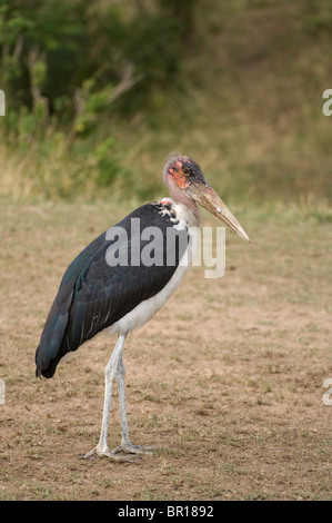 Marabou Storch (Leptoptilos Crumeniferus), Serengeti Nationalpark, Tansania Stockfoto