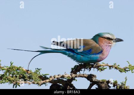 Lilac-breasted Roller (Coracias Caudatus), Serengeti Nationalpark, Tansania Stockfoto