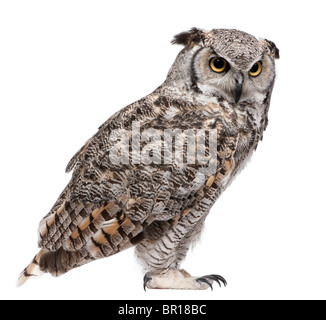Große gehörnte Eule, Bubo Virginianus Subarcticus, vor weißem Hintergrund Stockfoto
