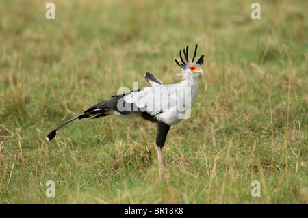 Secretarybird (Sagittarius Serpentarius), Serengeti Nationalpark, Tansania Stockfoto