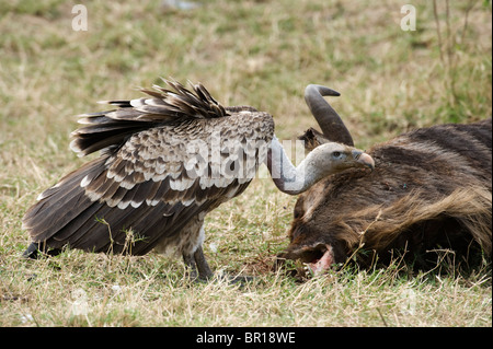 Rüppell Geier (abgeschottet Rueppellii), Serengeti Nationalpark, Tansania Stockfoto