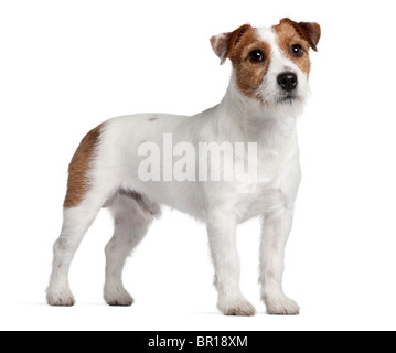 Jack Russell Terrier, 15 Monate alt, vor weißem Hintergrund Stockfoto